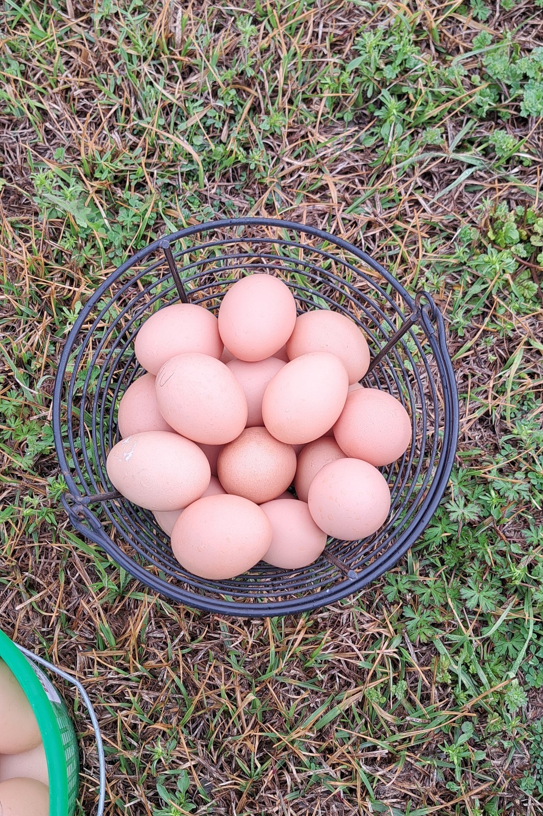 12 Blue Croad Langshan Hatching Eggs