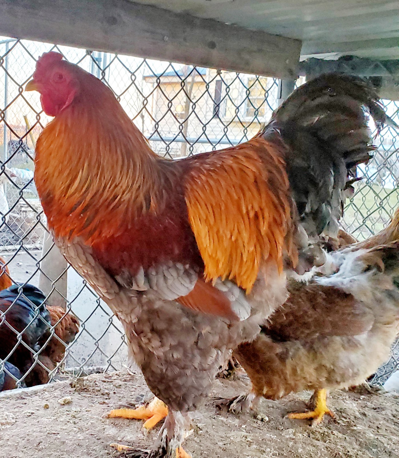 Blue Partridge Brahma Hatching Eggs 8+