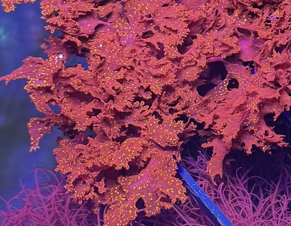 3+" Acid Rain/Orange Galaxy/Halymenia Dilata/Augophyllum wysorii Macroalgae