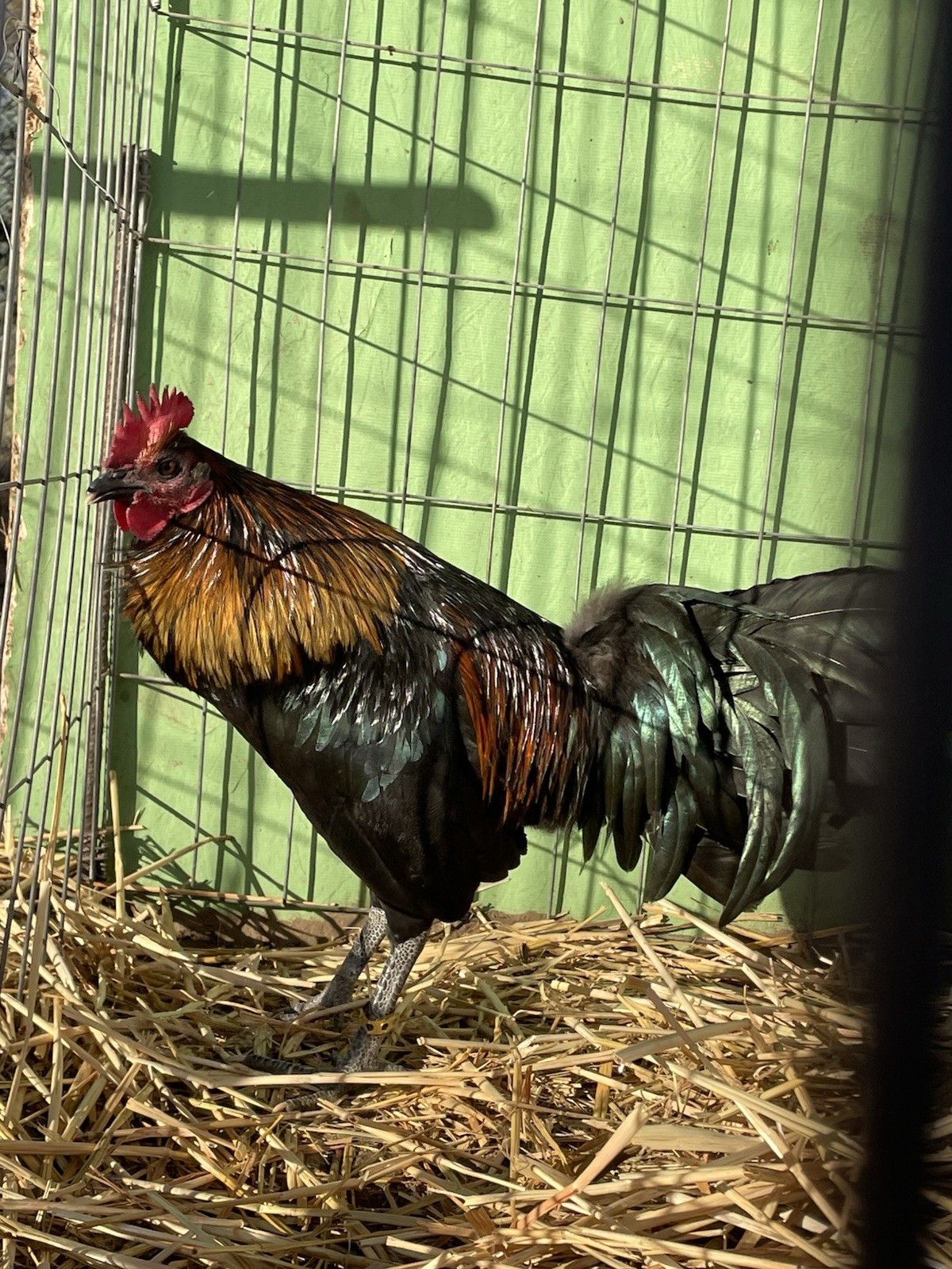 6+ Chicken Hatching Eggs
