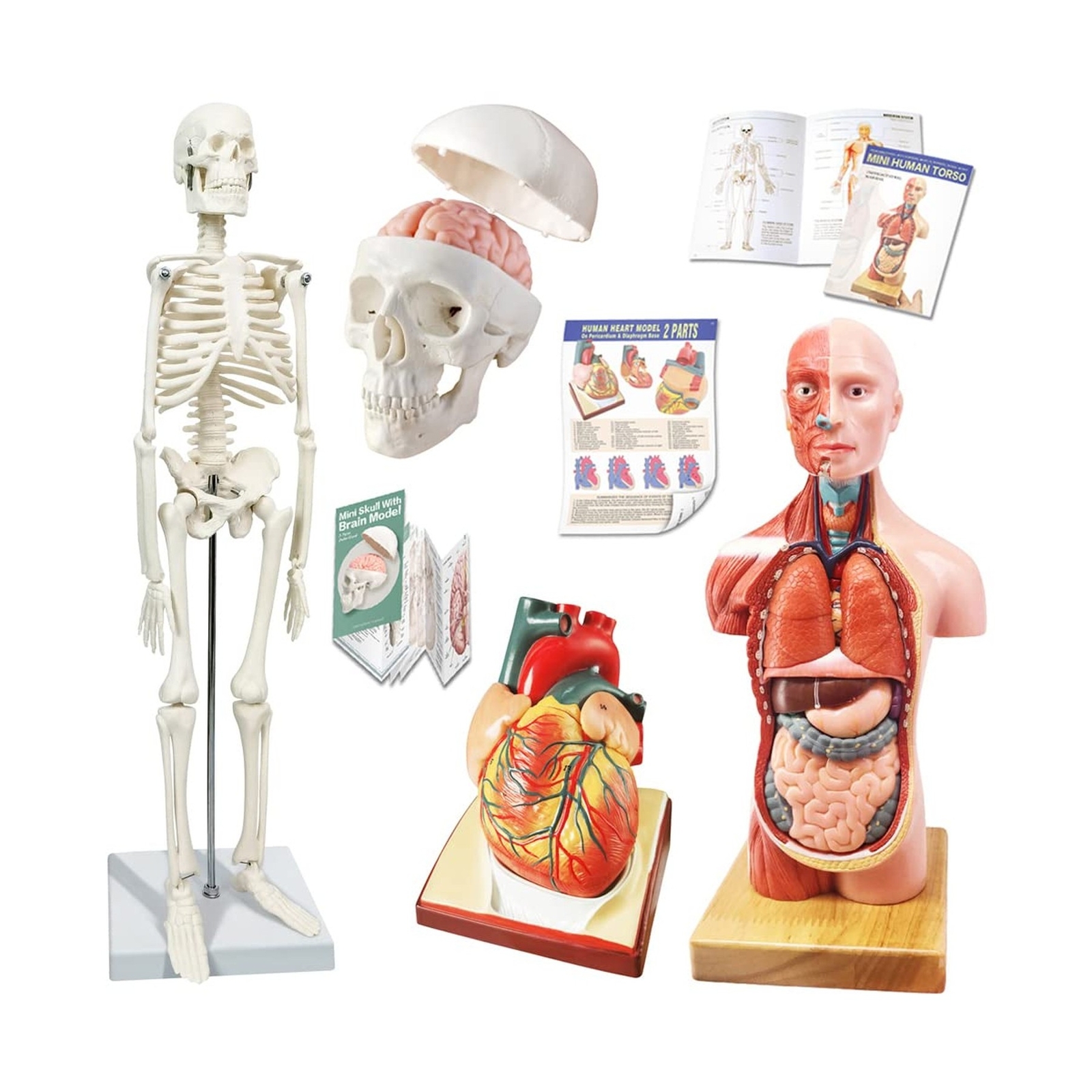 Human Skeleton Model,Skull Model,Heart Models-Best Anatomy Model Bundle Set o...