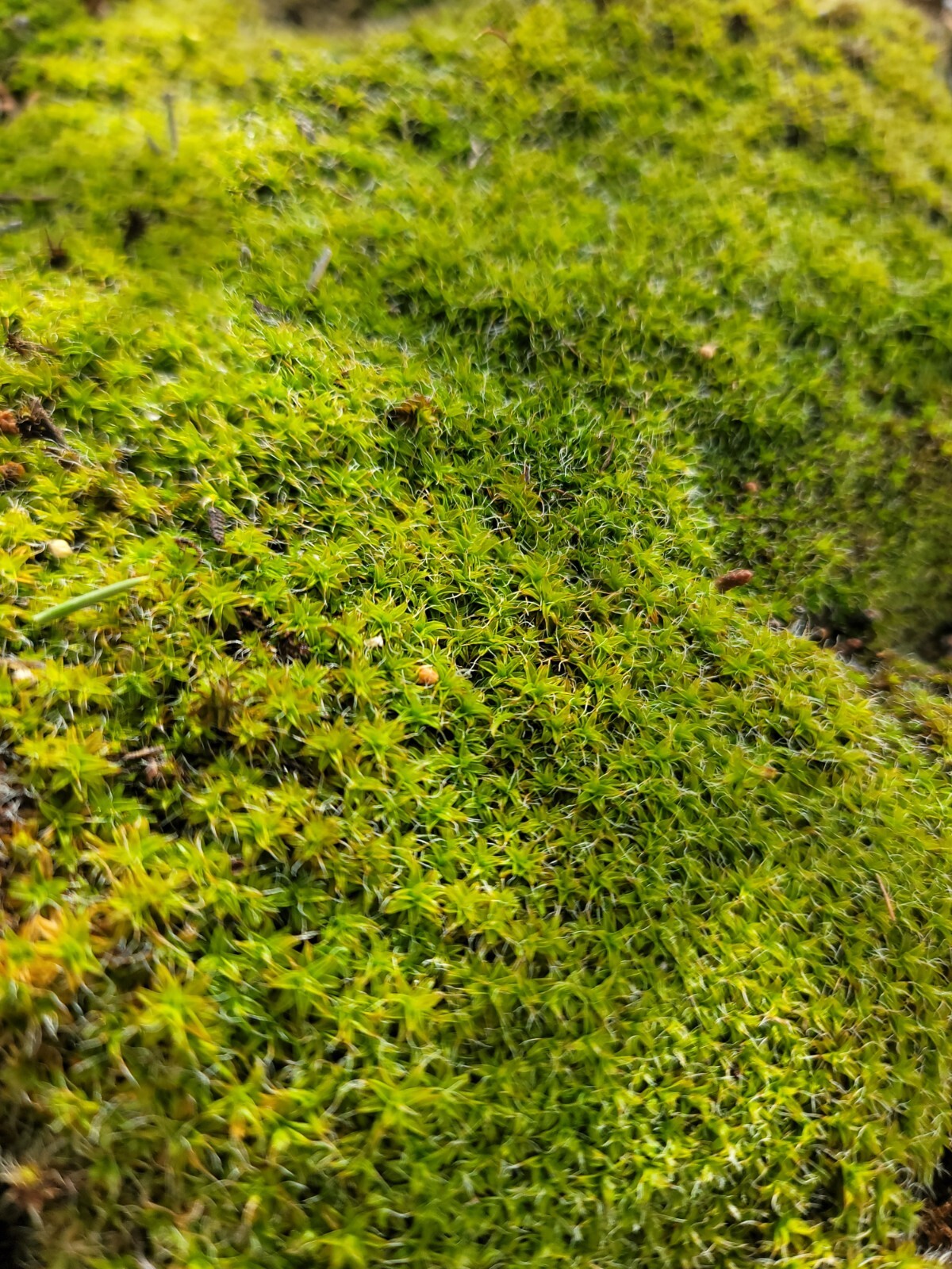 Live Star Moss, Live Plants, Healthy Naturally Grown, Dart Frog Reptiles 7"X7"