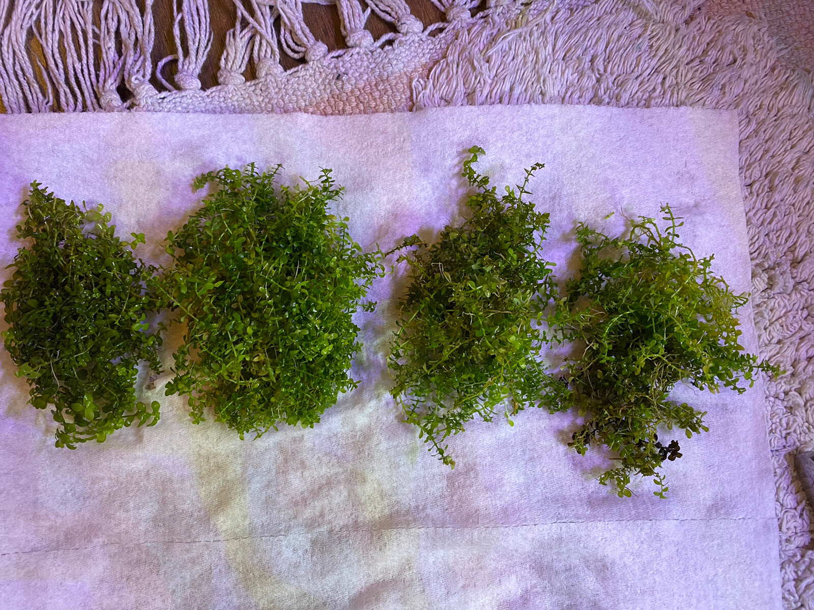 2 Bunches Monte Carlo Micranthemum carpet Low Tech aquarium (+Mystery Plant)