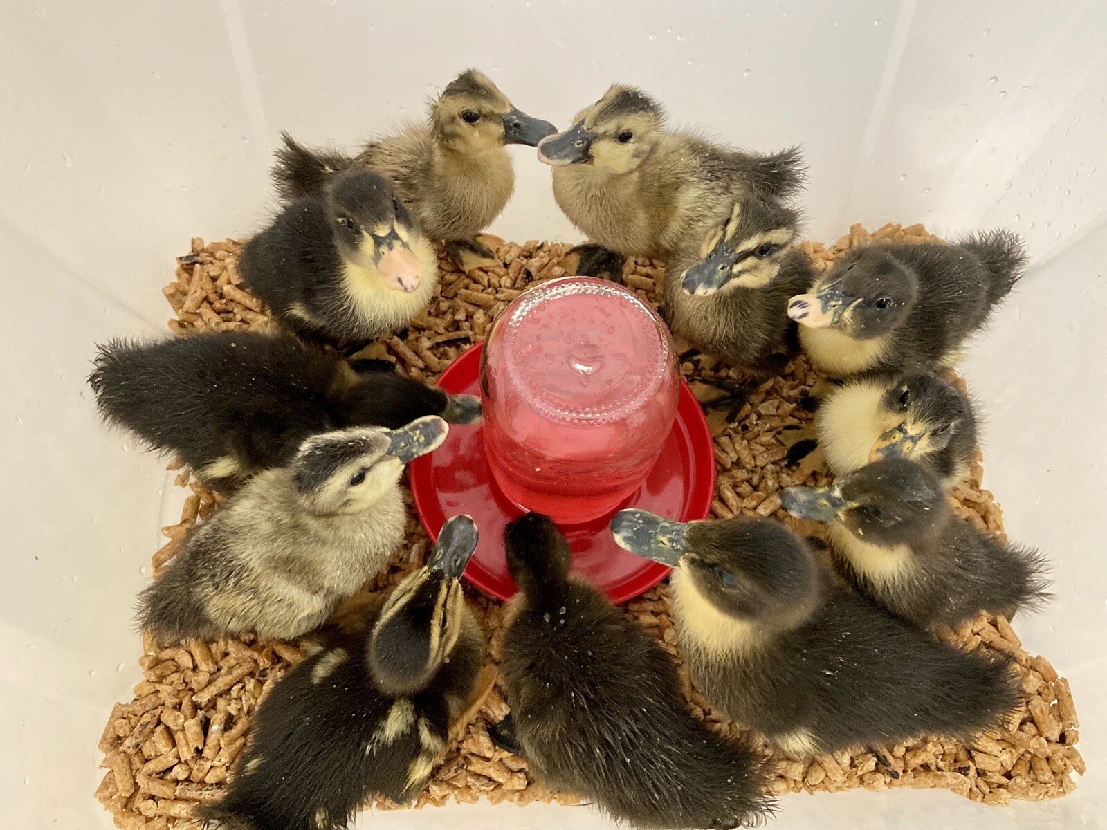 3+ Fertile Duck Hatching Eggs Barnyard Mix