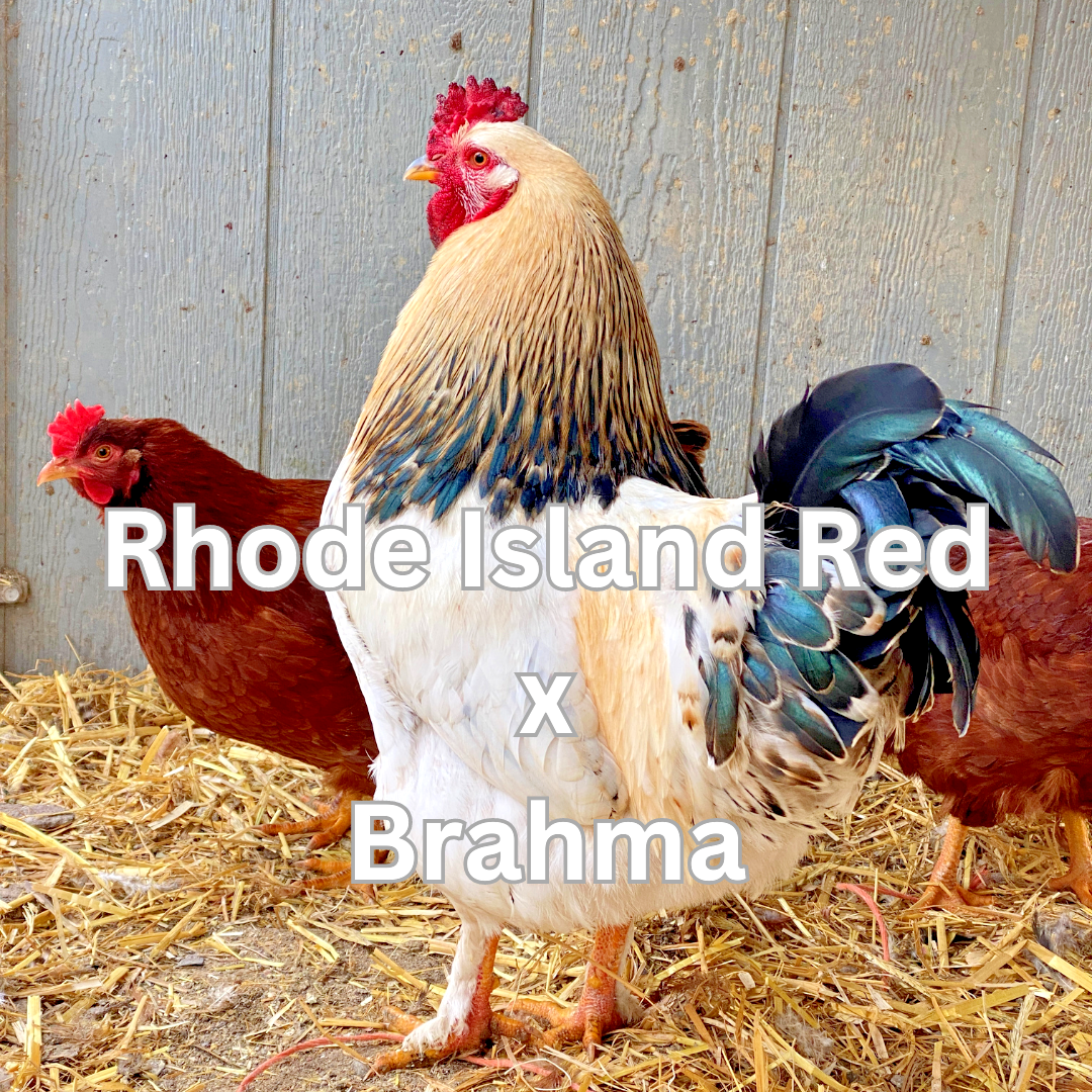 10 Custom Select Chicken Hatching Eggs - You Choose - See Description for Breeds