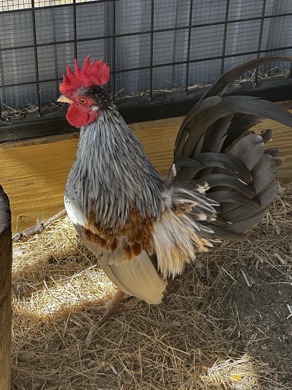 18 Show Quality Malaysian Serama Hatching Eggs