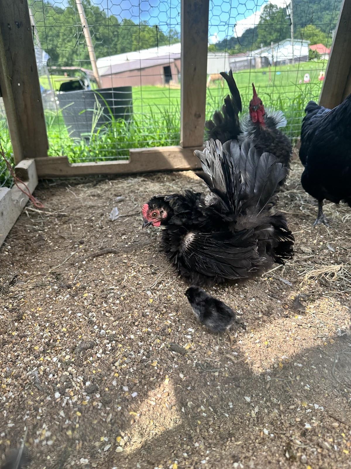6+ Fertile Serama Chicken Hatching Eggs - FRIZZLE!