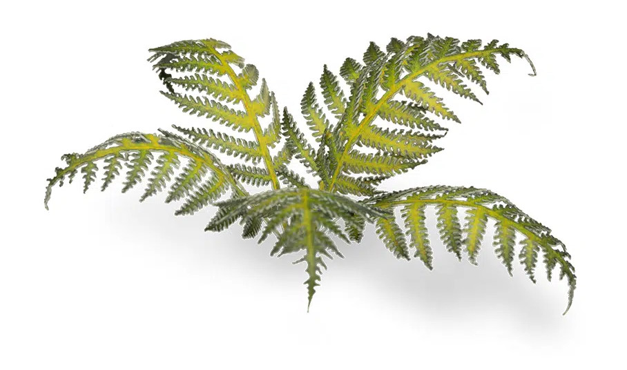 Gamers Grass: Laser Plants - Bracken