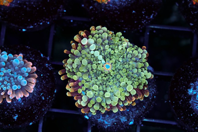 Yuma Mushroom WYSIWYG - SAQ Coral Farm