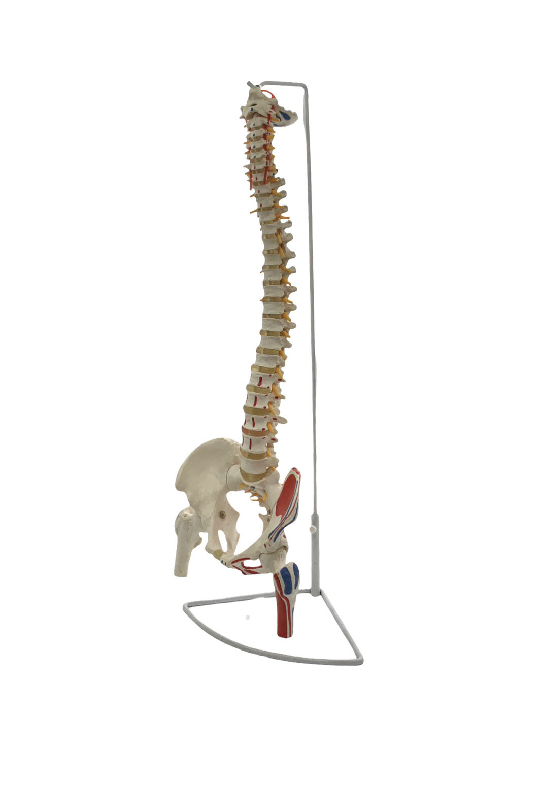 Medical Anatomical Model Classic Spine with Femur Vertebral Flexible Life Size