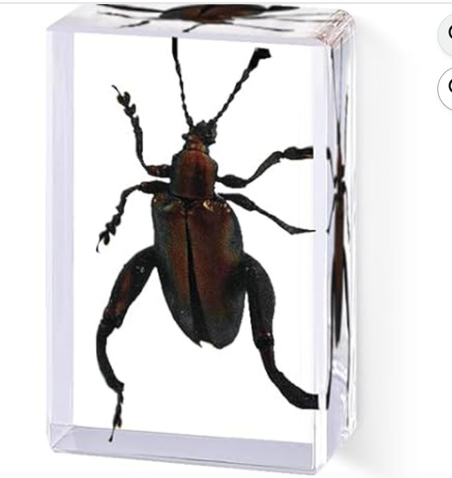 REAL Insect Taxidermy BEETLE taxidermized BEETLE Oddities Weird Strange Creepy