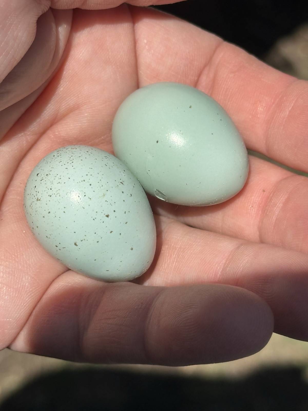 54 Celadon Blue Coturnix Quail Hatching Eggs - 100% BLUE