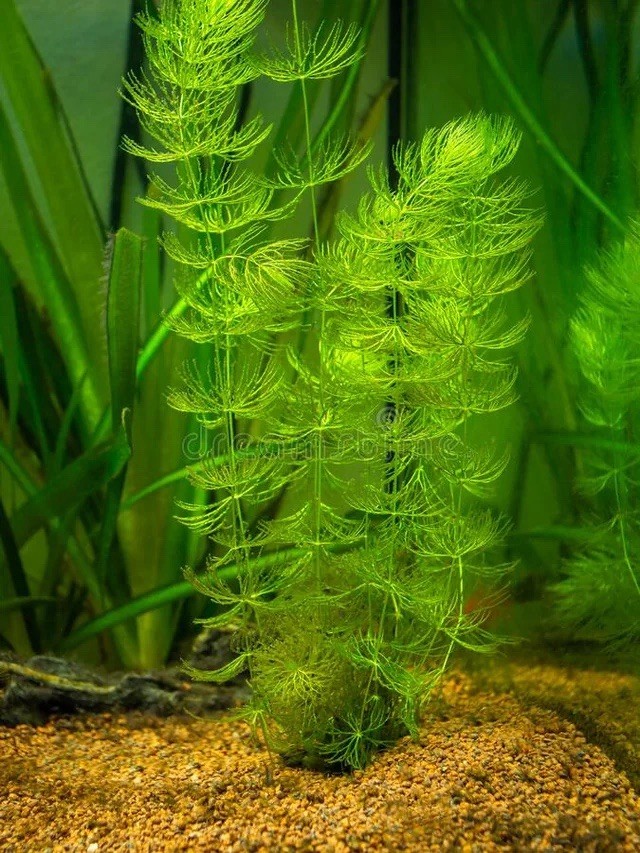 “BUY 2 Get 1 FREE” Hornwort Coontail Live Fish Tank Plants Aquarium Plant