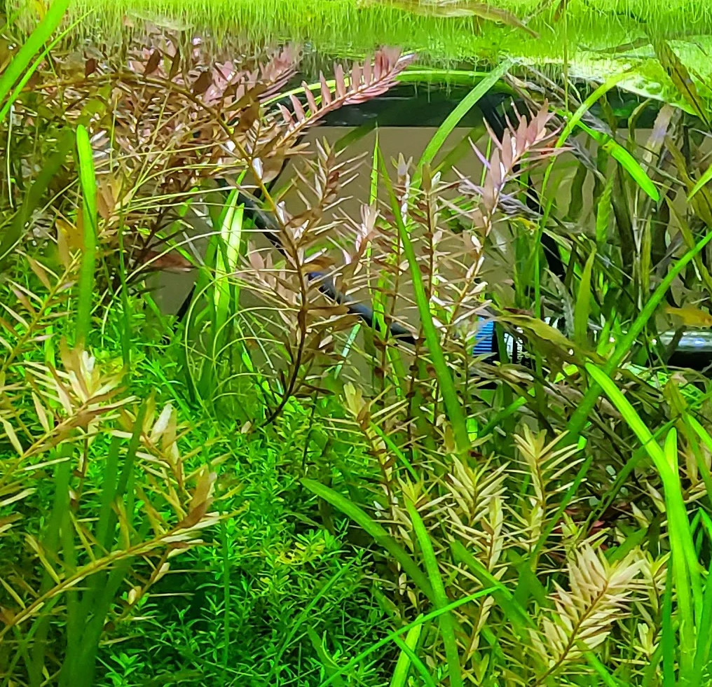 Rotala Blood Red - 5 Rooted Stems