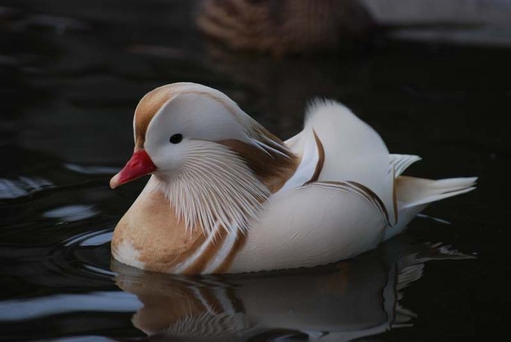 1 PURE WHITE SINGLES Exotic Mandarin Duck Hatching Eggs SHIPS NOW FAST!! RARE!!!