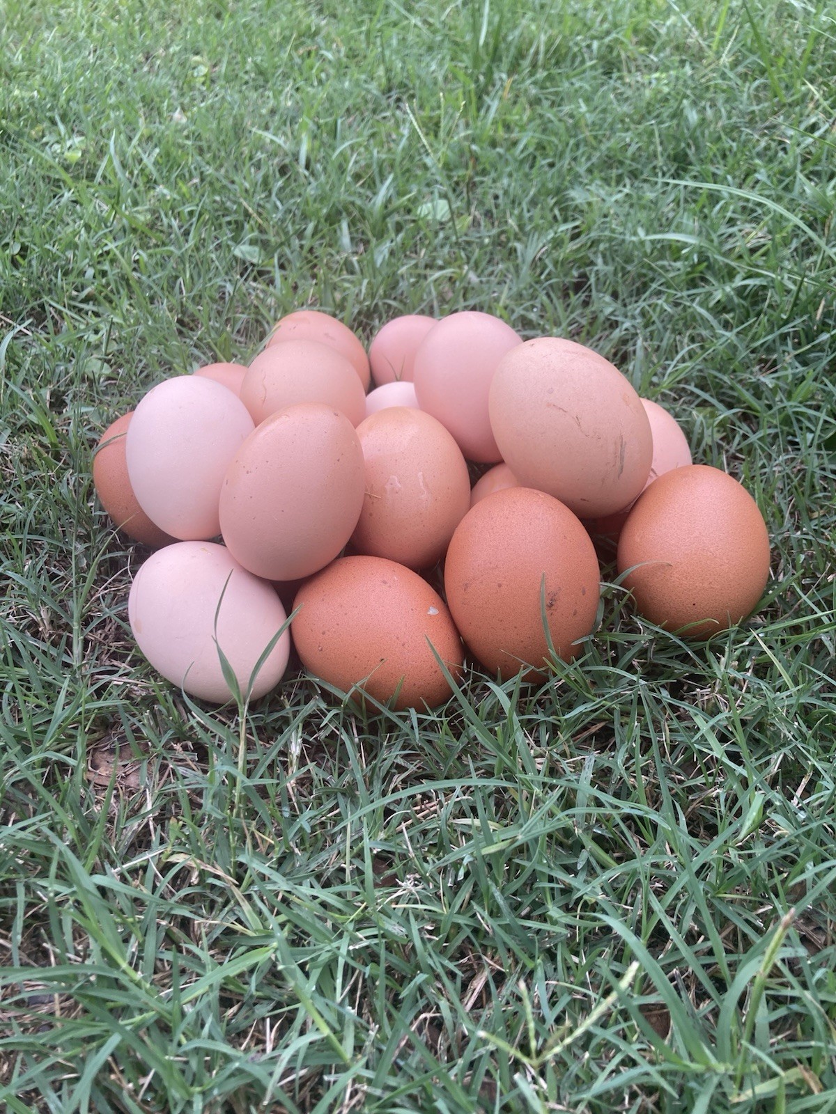 12 pack of Chicken egg for Hatching  - brown barnyard mix