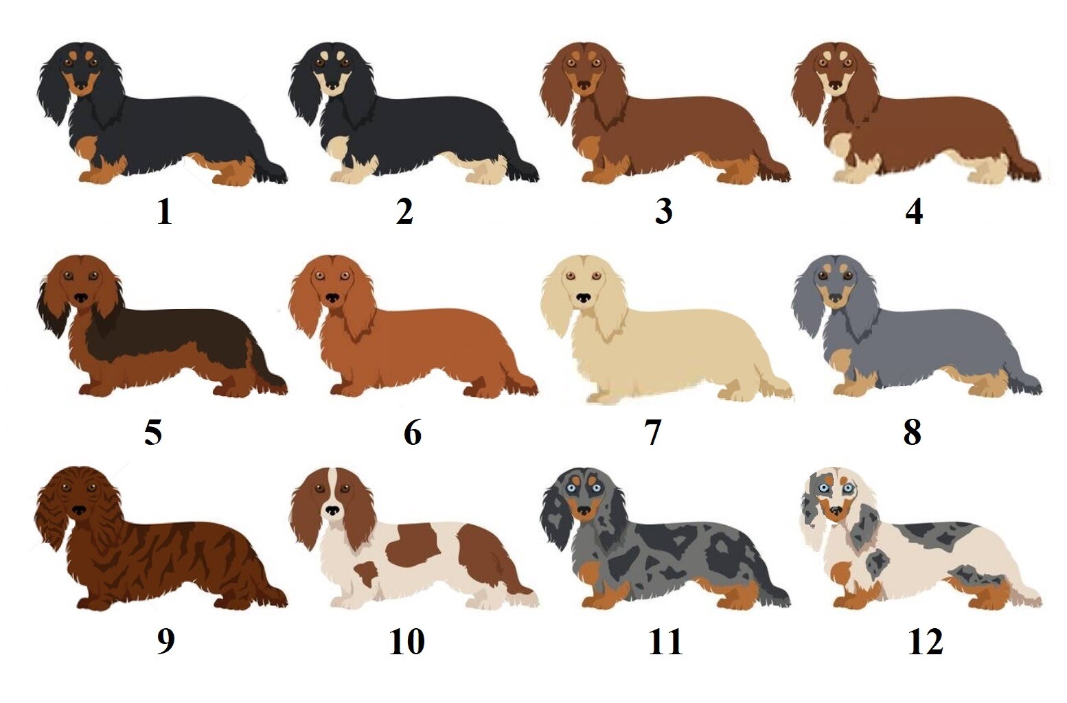 Personalized Address Labels Cartoon LongHaired Dachshunds (FA 61)
