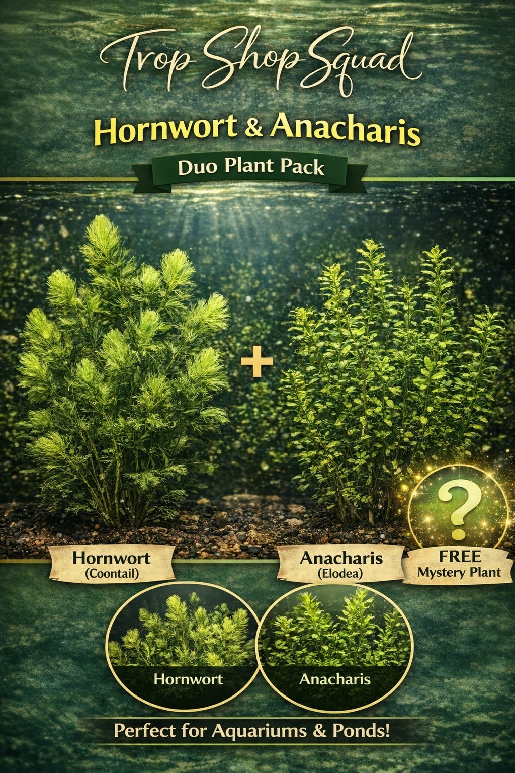 2 Anacharis Elodea and 2 Hornwort Freshwater Live Aquatic Plant Buy 2 get 1 Free