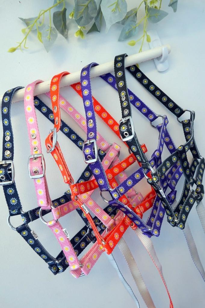Nylon PP Economy Halter Foal Double ply Foal Daisy floral w/13" catch- 5 Colors