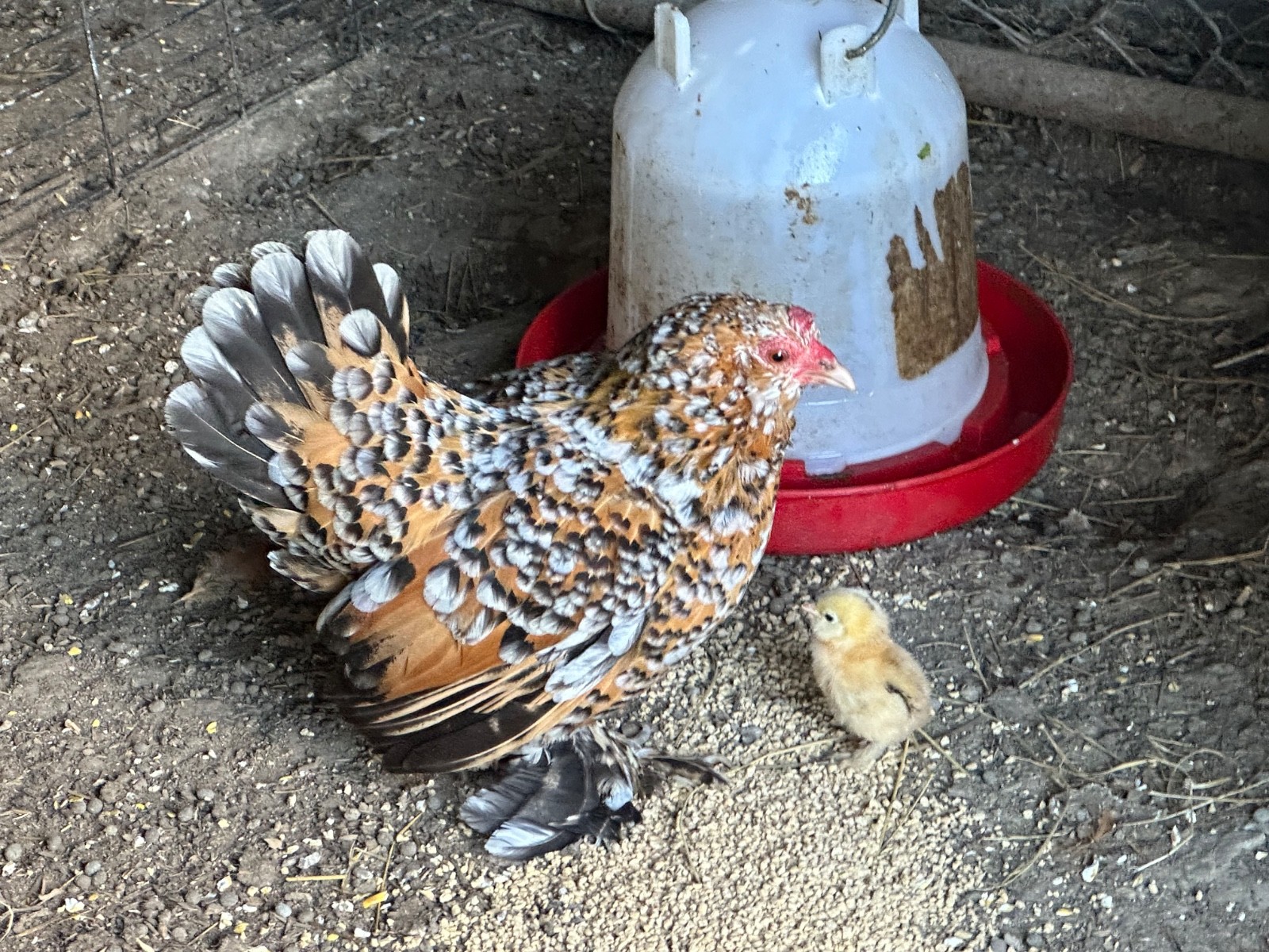 Mille Fleur Bantam Fertilized Hatching Eggs 6+ count will continue to grow