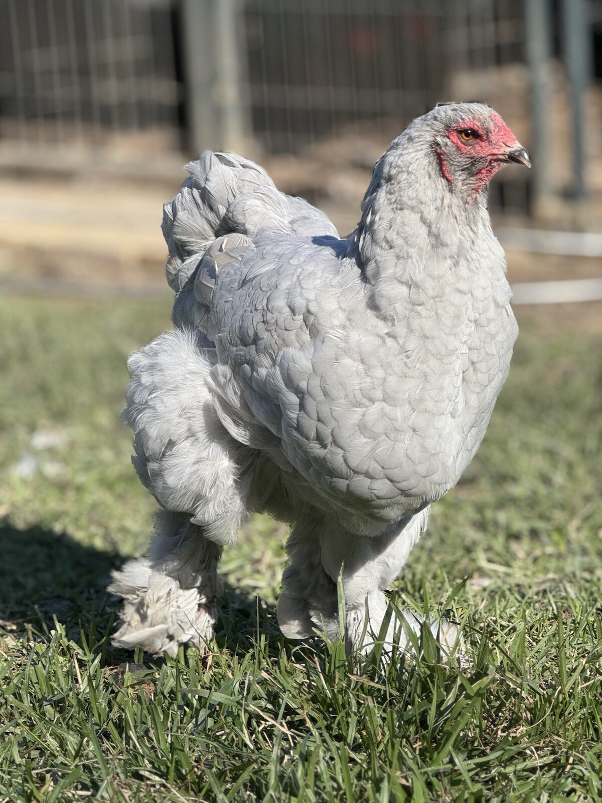 1 Lavender or Isabel Brahma Hatching Egg