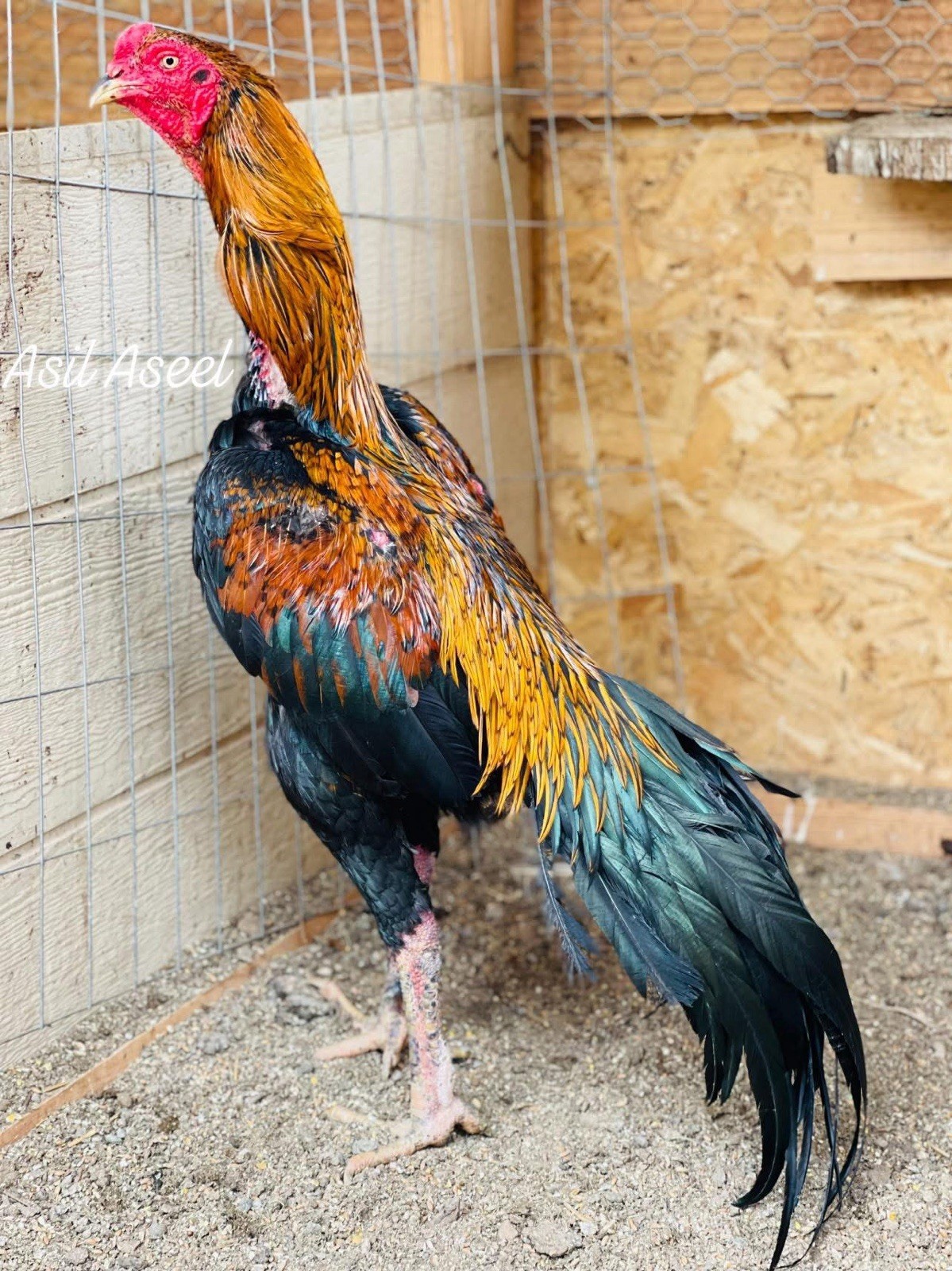 4 Ganoi Original Hatching Eggs Purebred Rare Breed