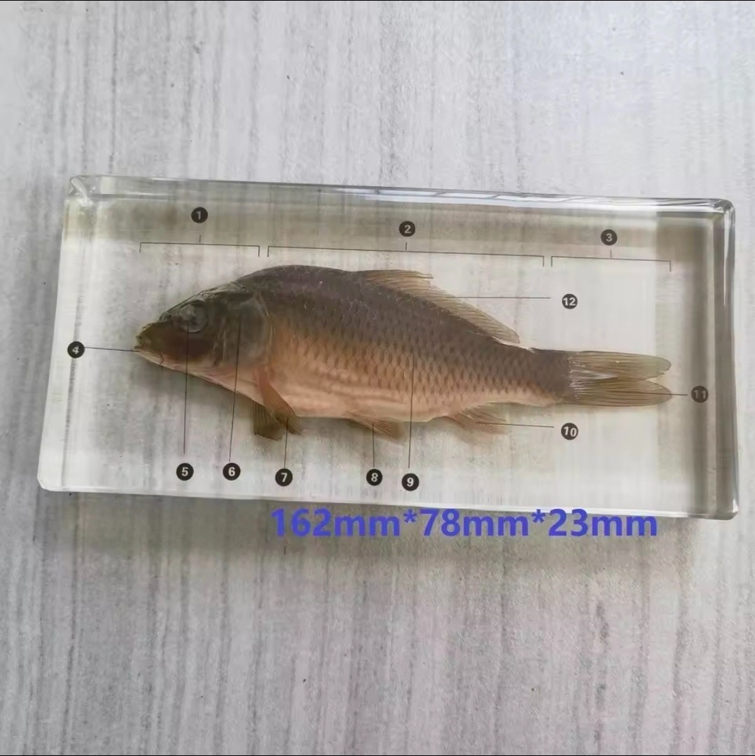 REAL FISH Specimen Taxidermy FISH Science Sealife Oddities Weird Creepy Animal