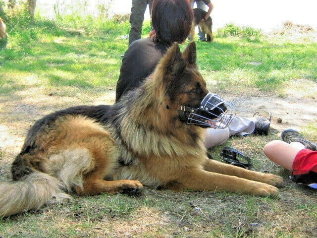 New Strong Metal Wire Basket Dog Muzzle for German Shepherd Labrador