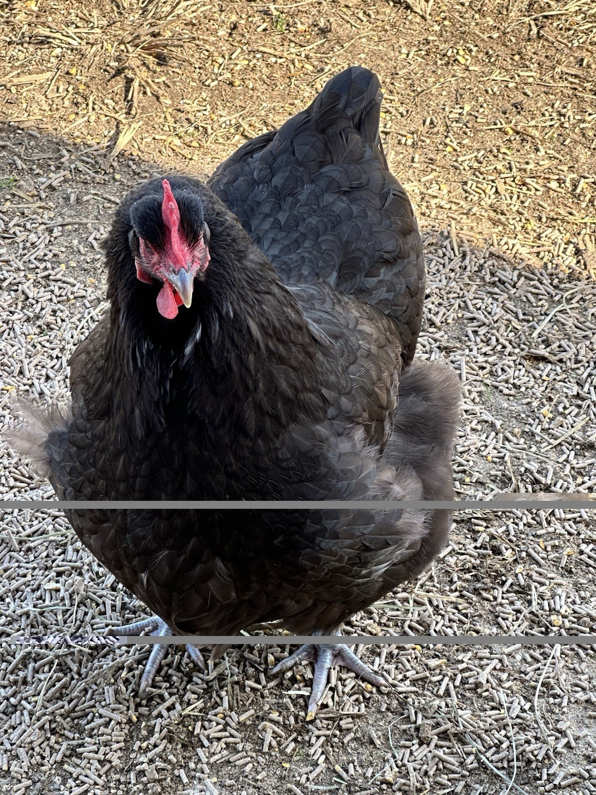English Chocolate Orpington Hatching Eggs 12+