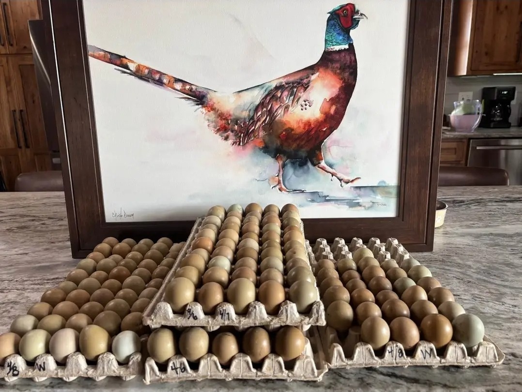 Ringneck pheasant eggs