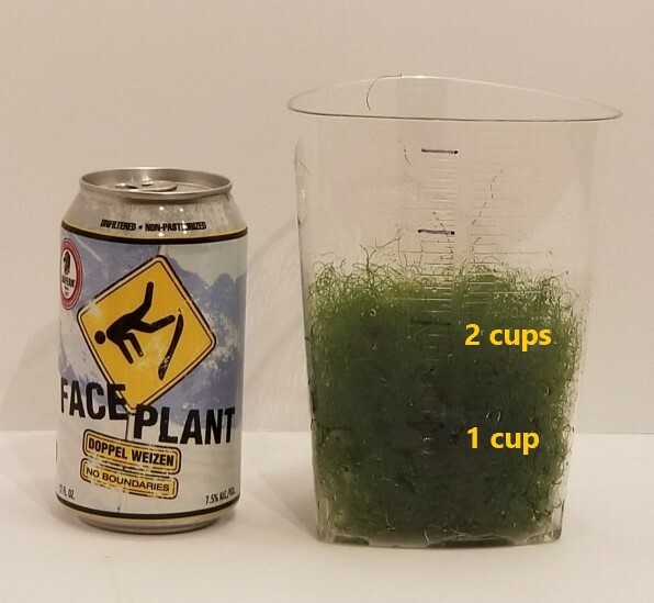2 cups of Macro Algae Chaetomorpha Chaeto Marine Aquarium Refugium Free Priority