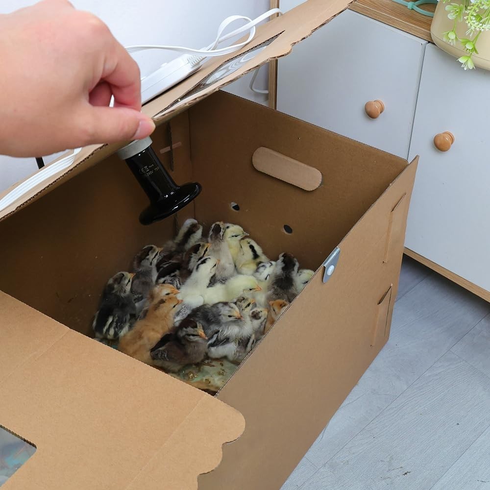 Extra Large 33" Chick Brooder Box for 40 Chicks, Dual 75W Heat Lamps, Adjustable