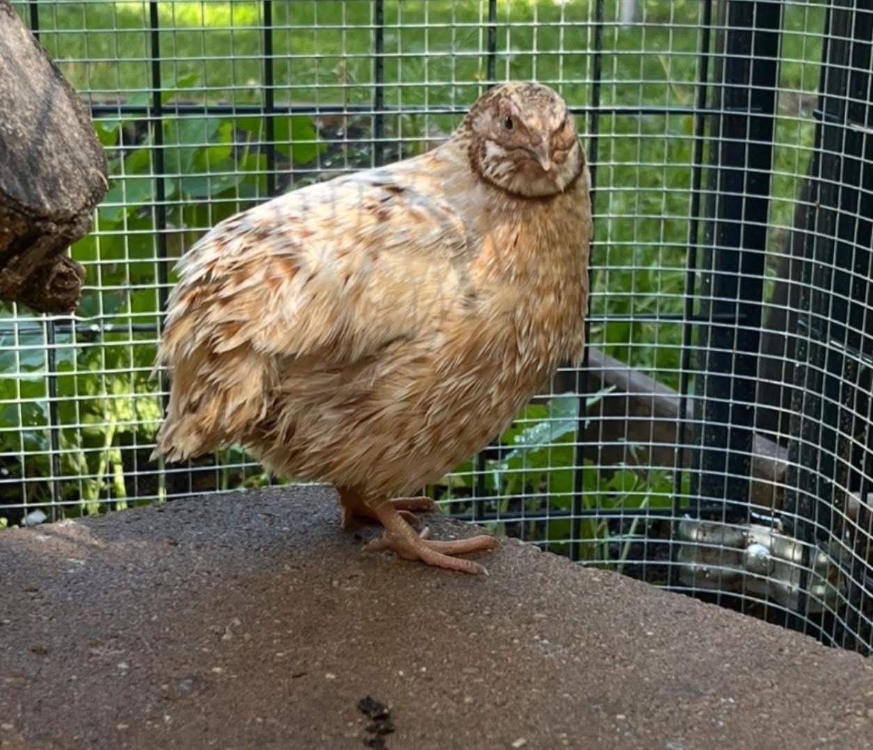 30 Rare JUMBO Celadon hatching eggs NPIP tested