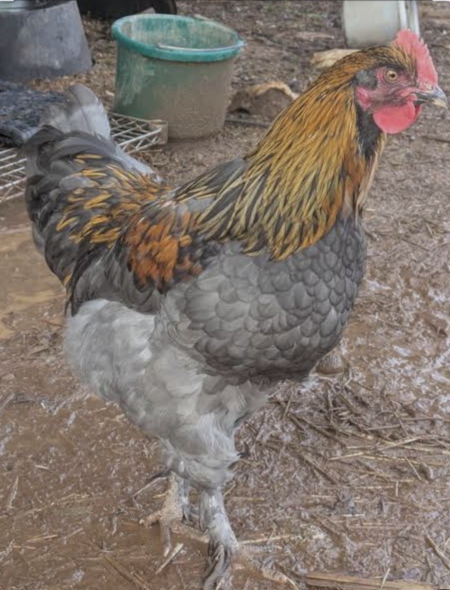 12 (BBS) Maran Hatching Eggs