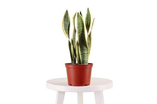 4" Grow Pot, Live Indoor/Outdoor-Air 4 INCH Snake Plant - Sanseveria Laurentii