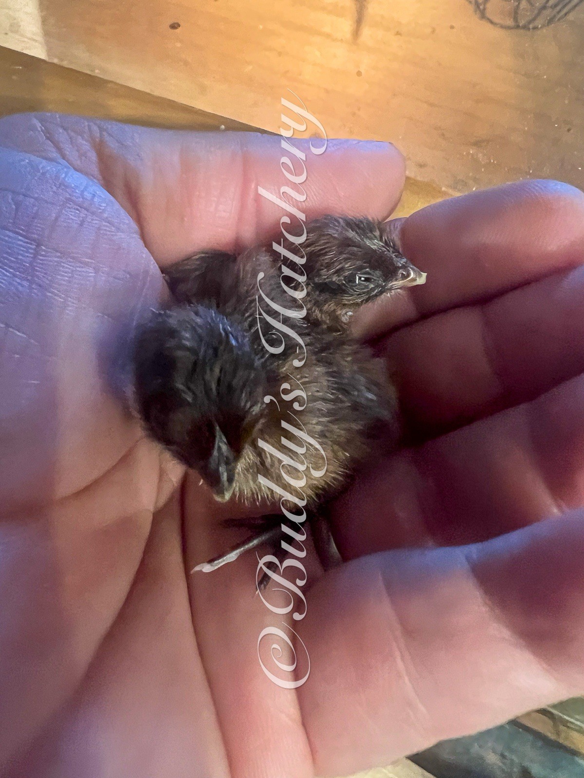 180 Tennessee Red Bob White Quail Hatching Eggs 15doz
