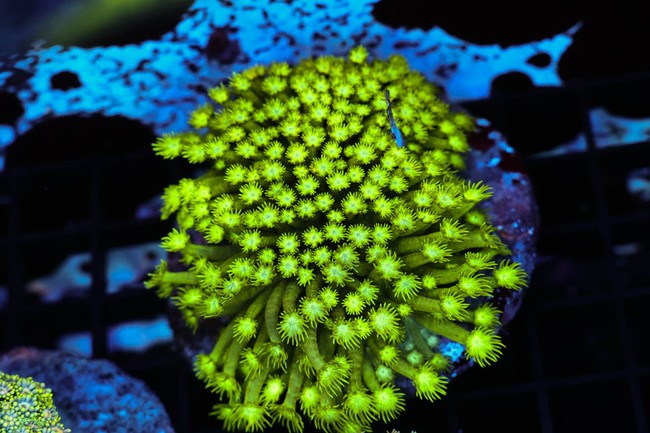 Neon Green Goniopora Coral Colony WYSIWYG - SAQ Coral Farm