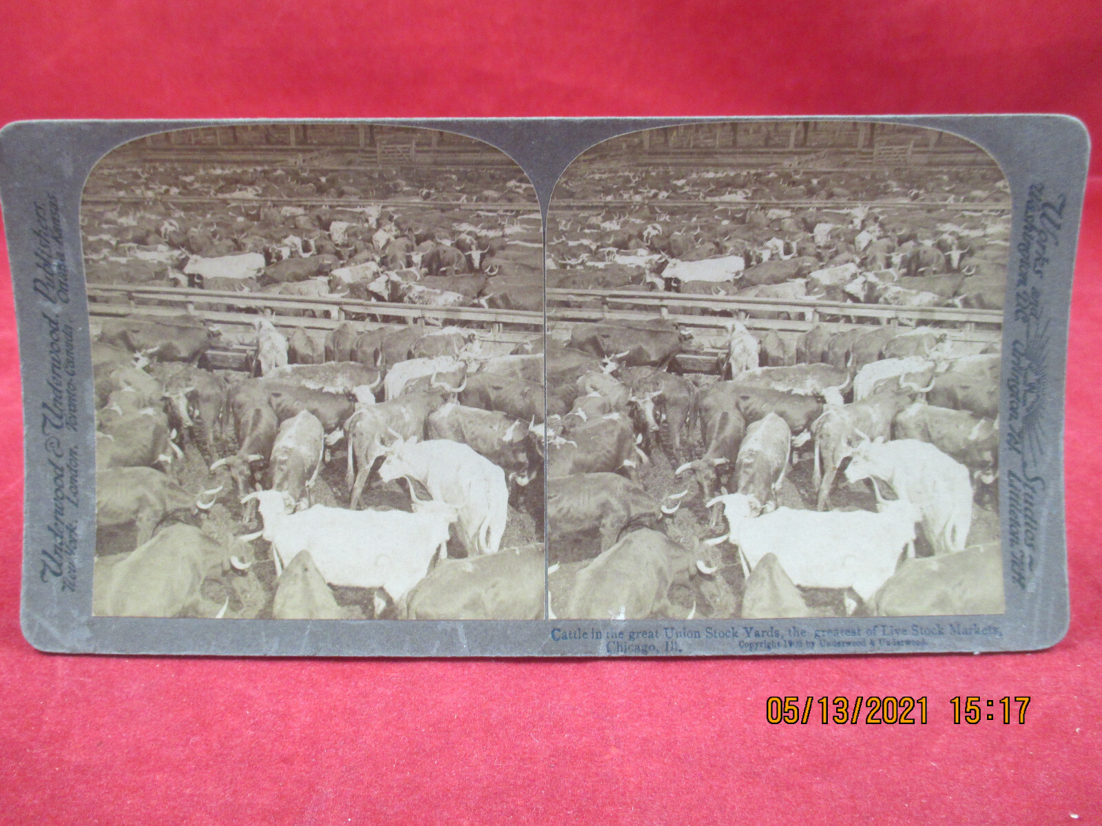 Vintage  Stereo View Card Chicago  Union Stockyard Cattle 1903