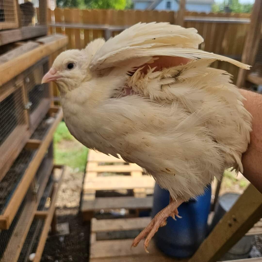 Ships free 32+ Extra Jumbo Coturnix Quail Fertile Hatching Eggs Varity of colors