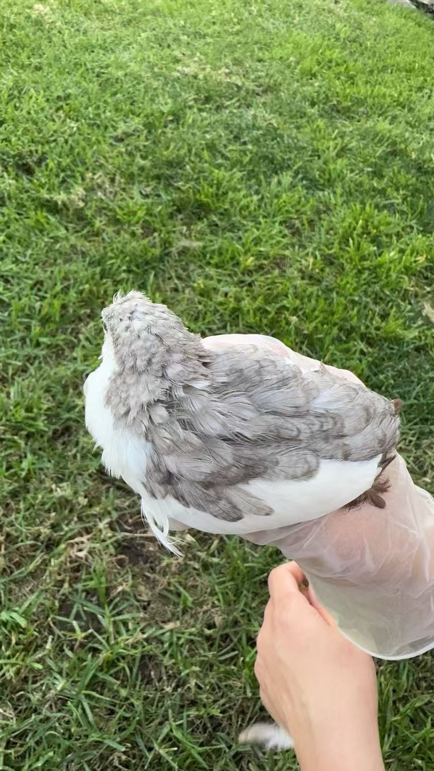 12 Button Quail Hatching Eggs Rare Exotic Colors, Chinese Painted