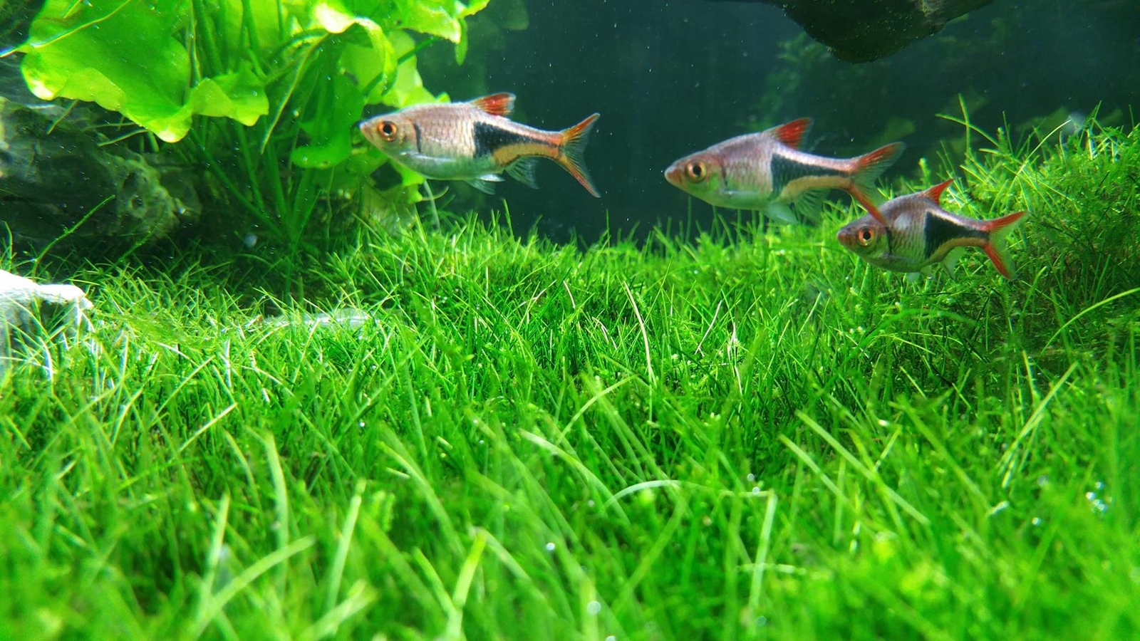 Aquarium Water Grass Seeds for Fish Tank | 100+ Seeds | Decoration Creates Lush
