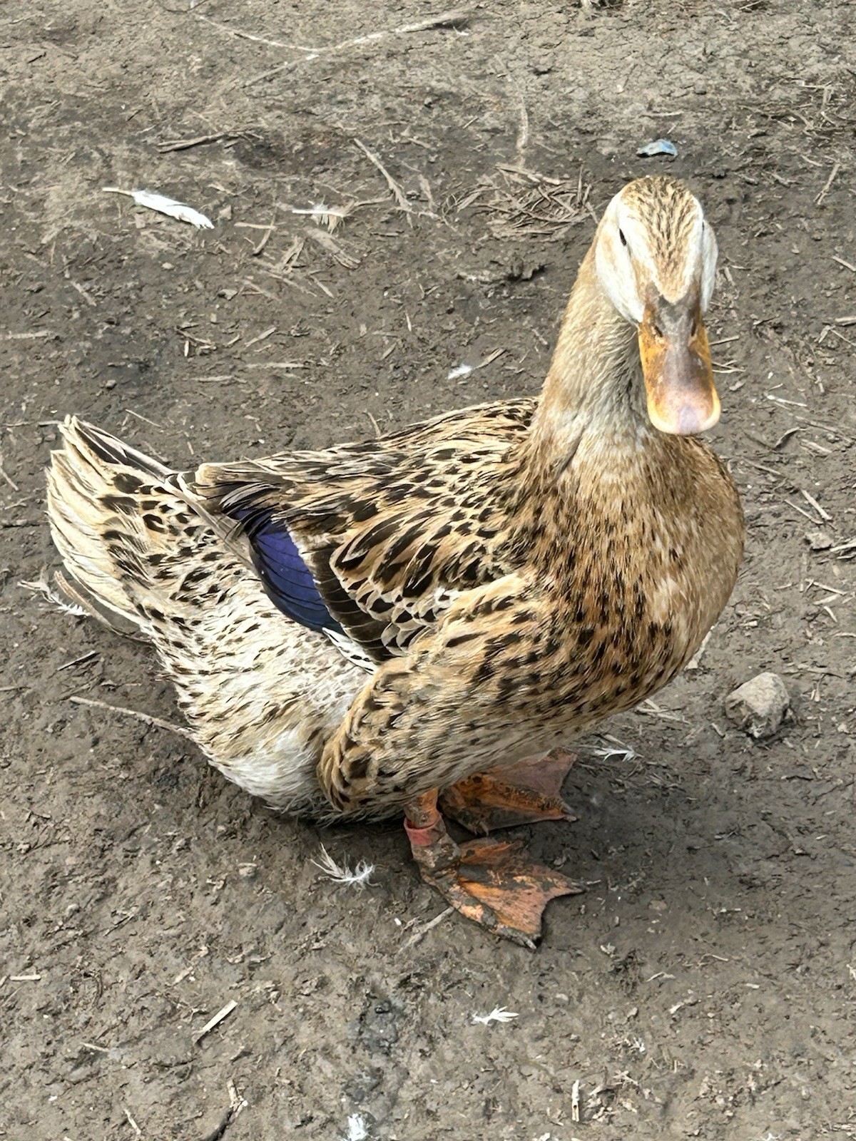 Silver Appleyard Duck Hatching Eggs 12 Count