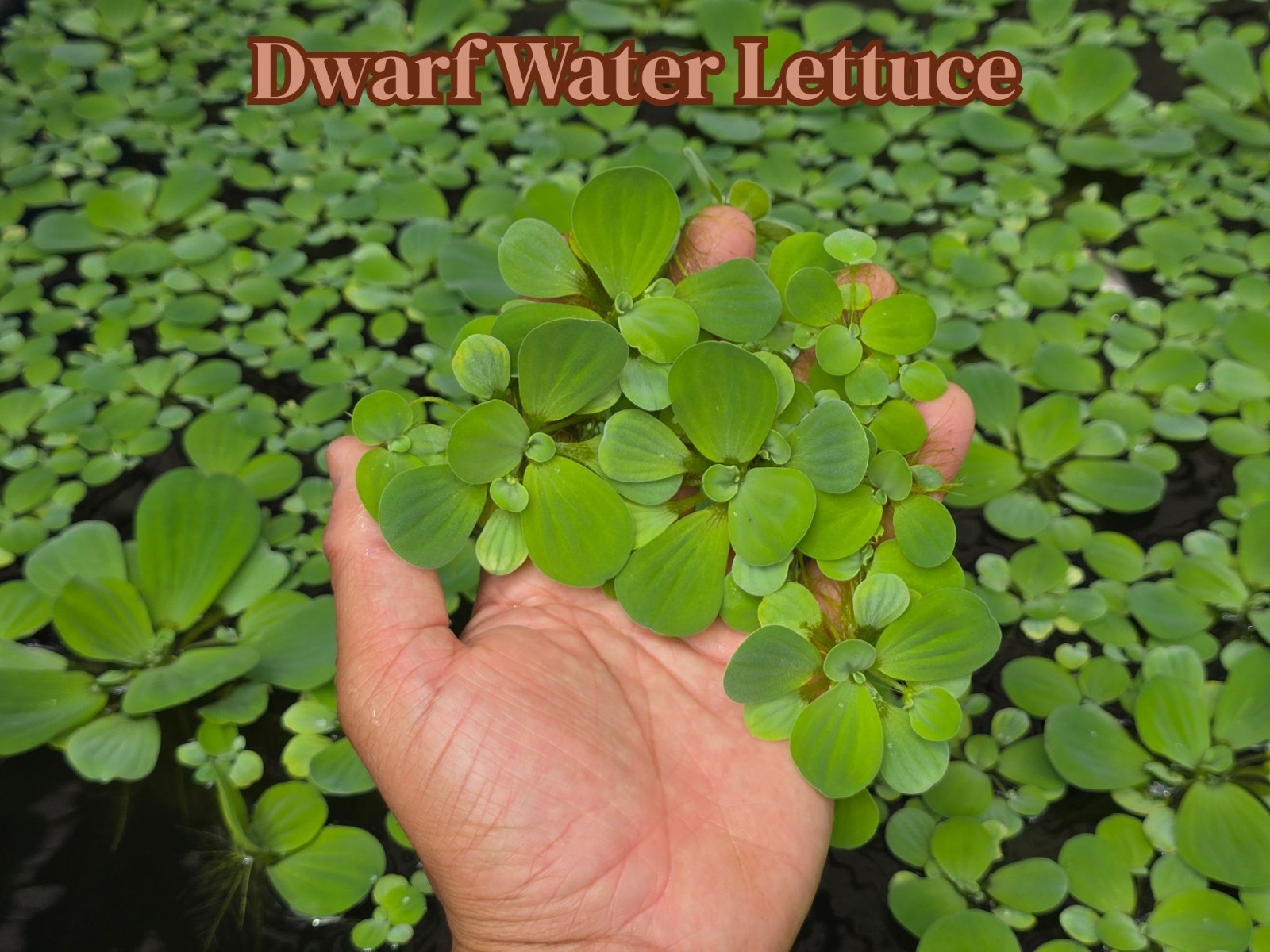 Dwarf Water Lettuce - Live Aquatic Pond Fish Tank Shrimp Tank Floating Plant