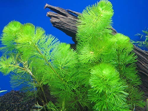 Green Cabomba Live Fish Tank Plants Aquarium Plants BUY 2 Get 1 FREE