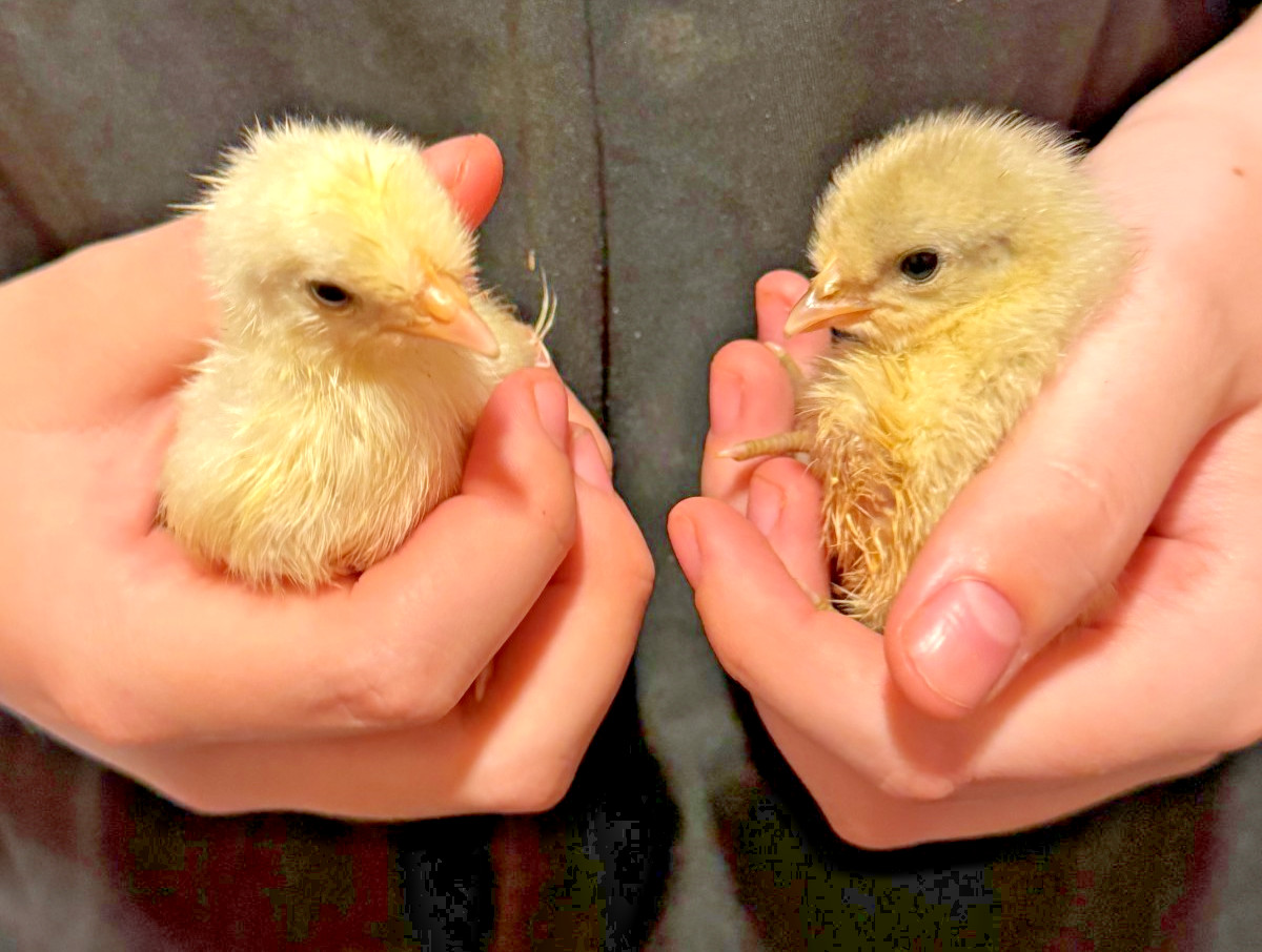 5+ Icelandic Hatching Fertile Hatching Eggs!