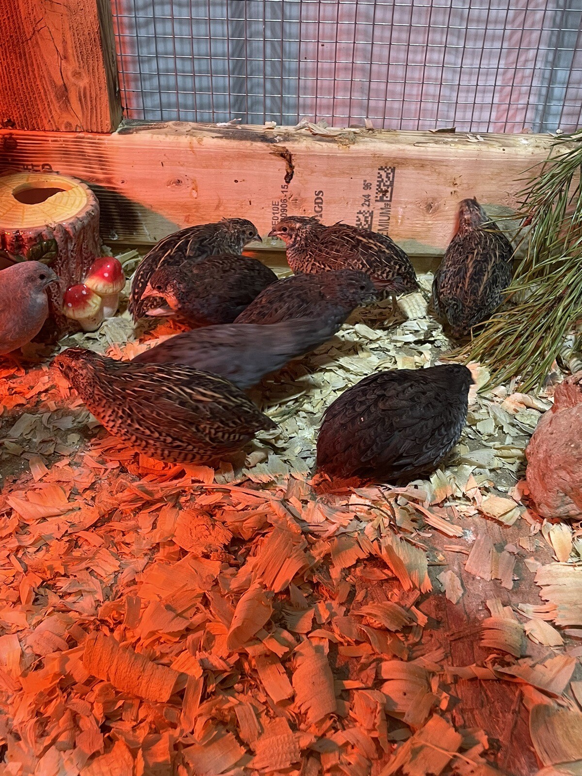 24 Fertile Button Quail Hatching Eggs