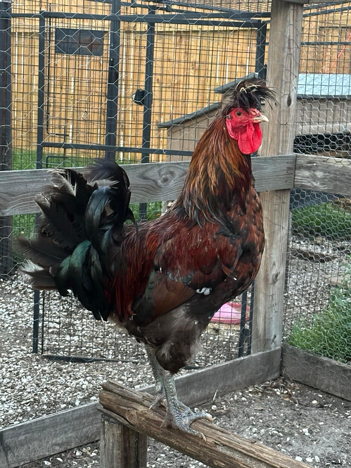 15+ Rare Sanjak Longcrower Chicken Hatching Eggs Large Breed 🎶 Unique Crow 🎶