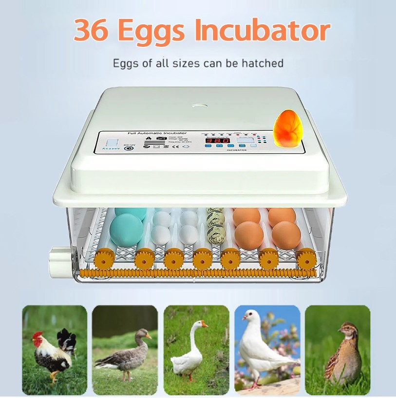 36Egg Incubators for Hatching Eggs with Automatic Egg Turning and Egg Candler