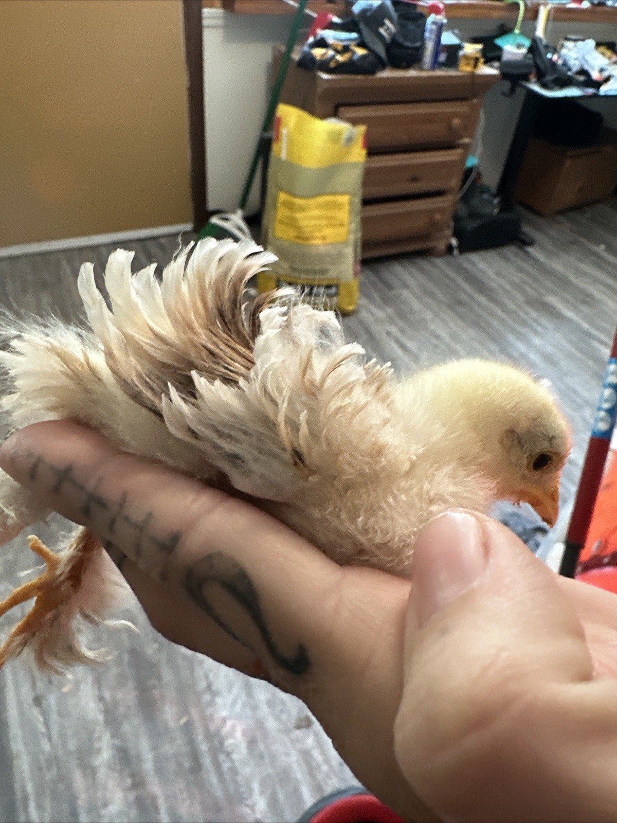 6+ Bantam Cochin Hatching Eggs, Calico, Frizzle, Splash