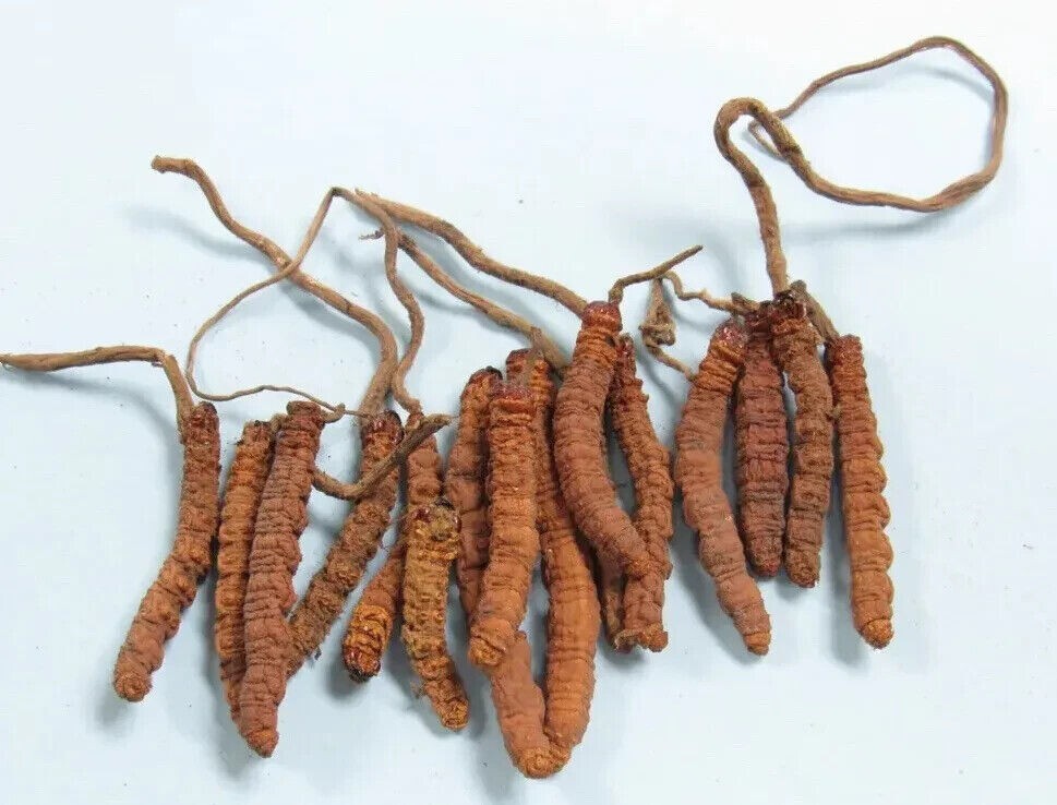 10 GM  PURE CORDYCEPS SINENSIS Unbeatable Price